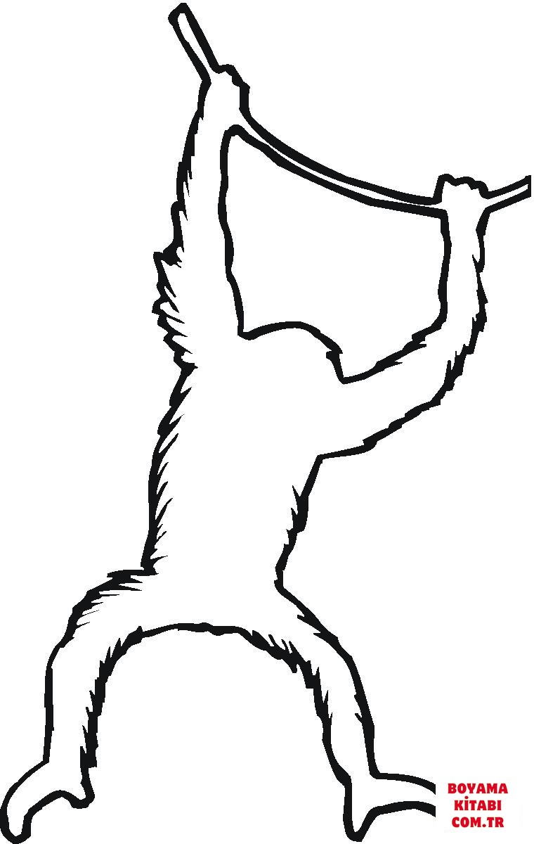Orangutan