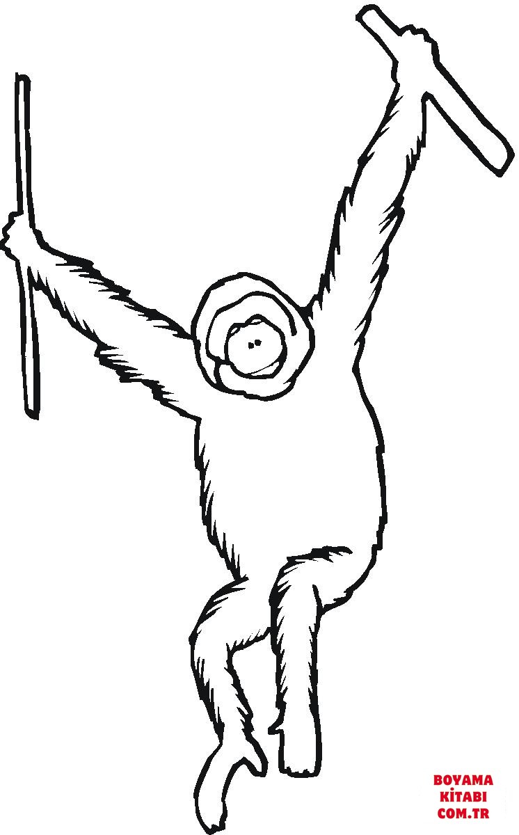 Orangutan