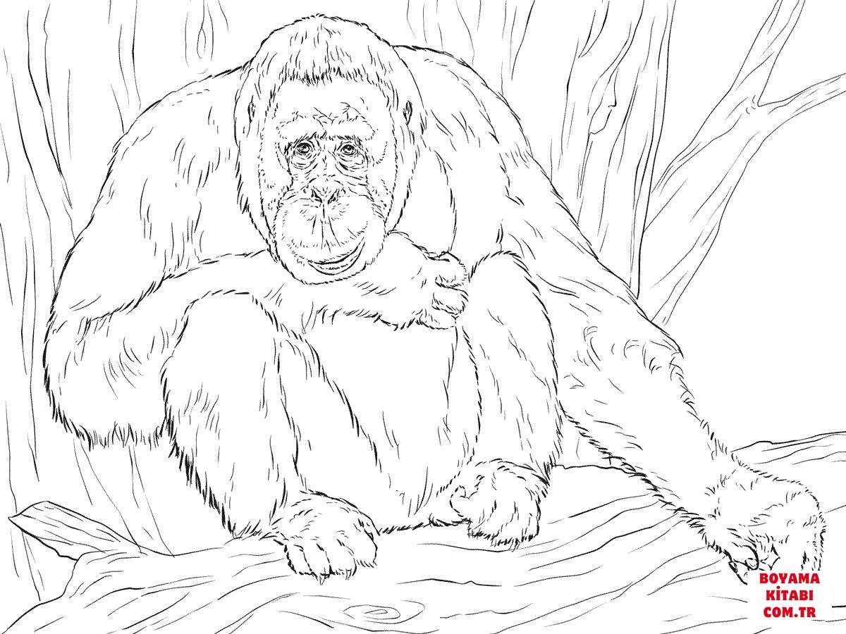 Orangutan