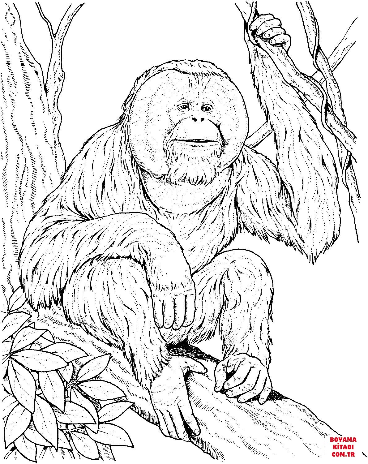Orangutan