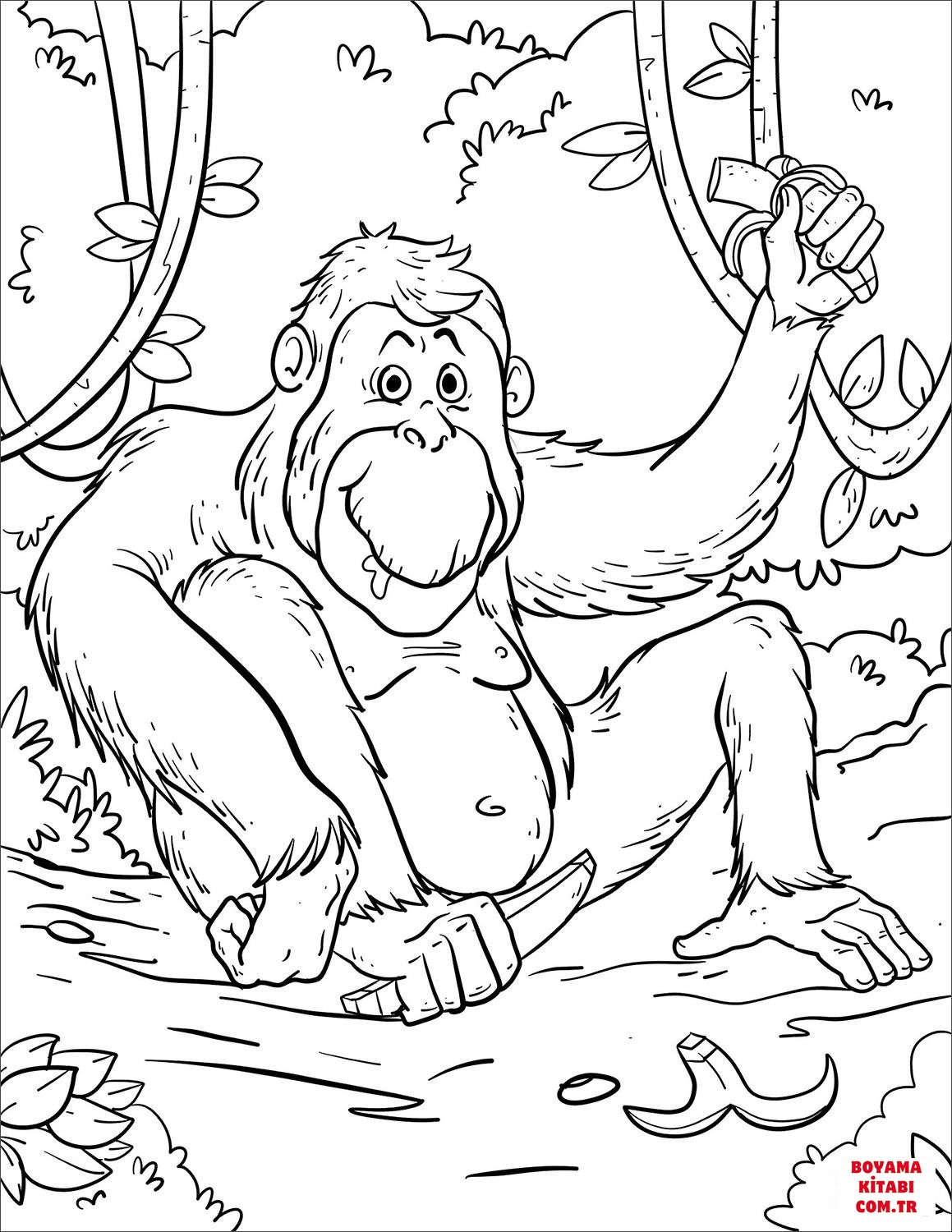 Orangutan