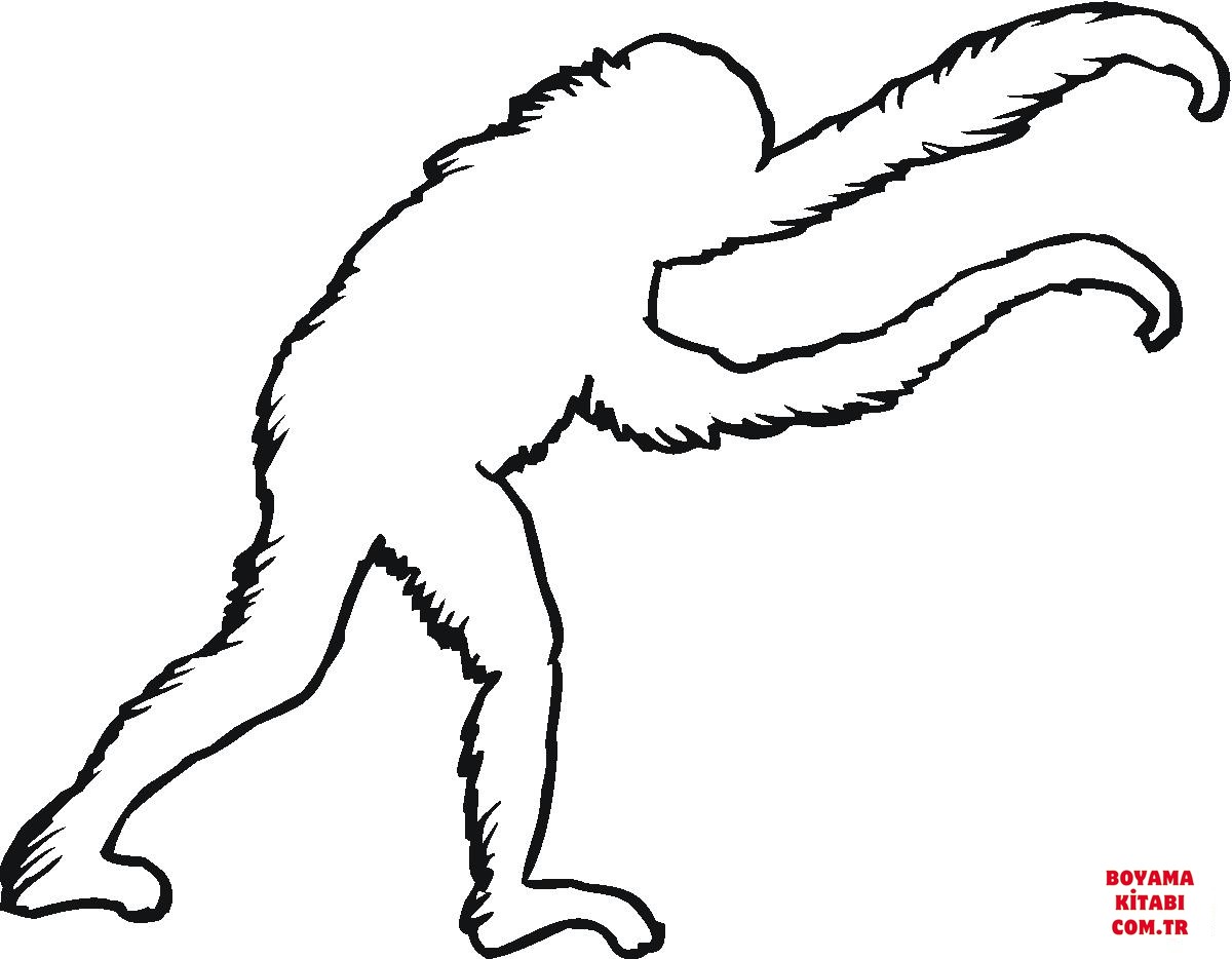 Orangutan