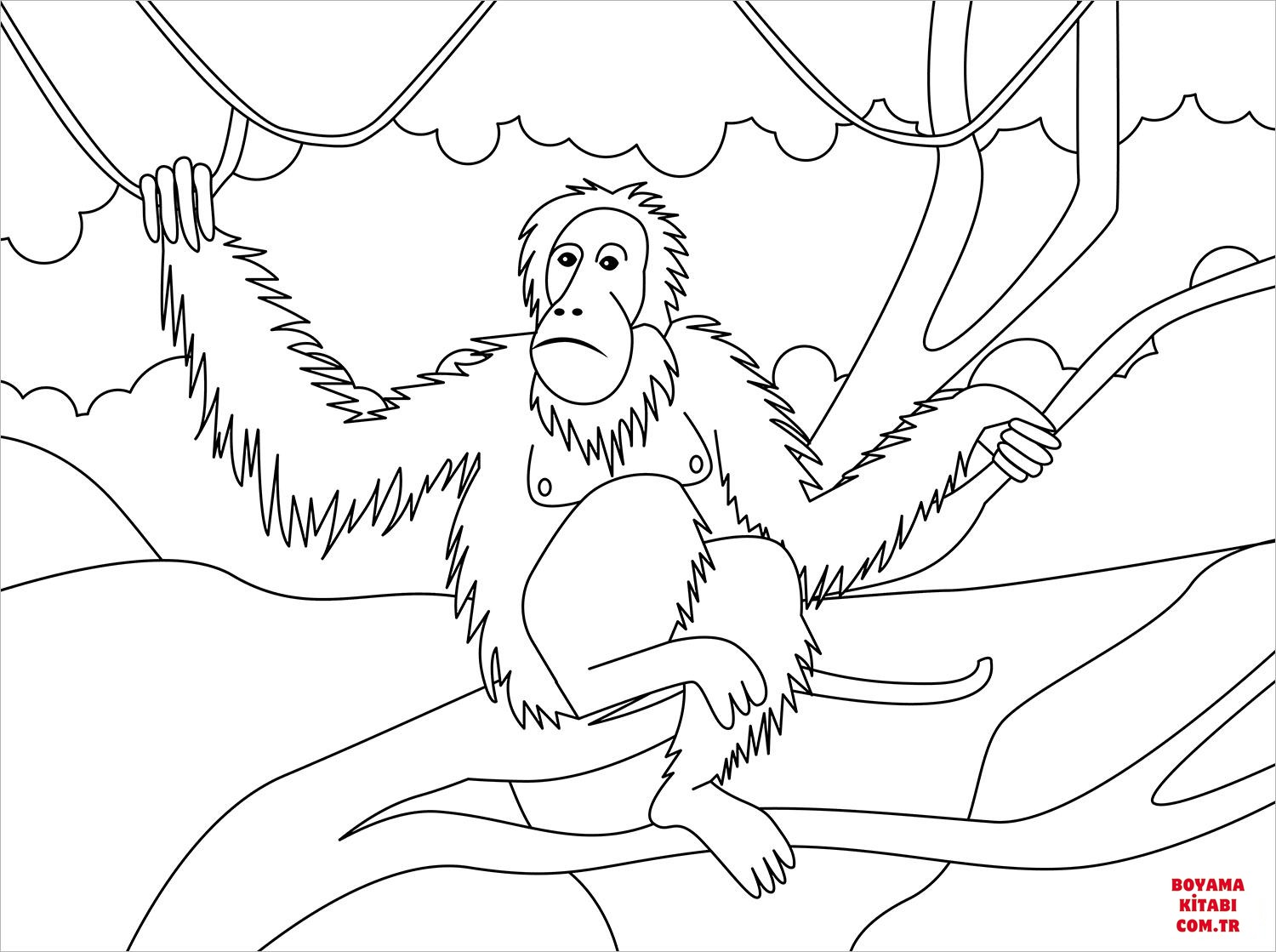 Orangutan