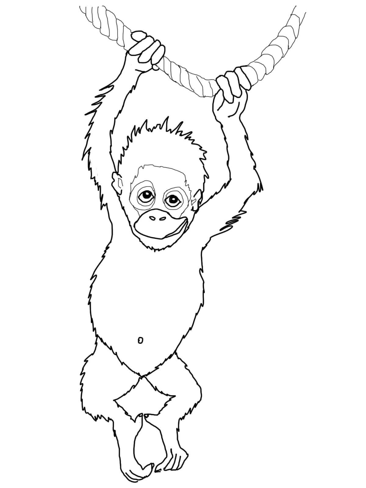 Orangutan
