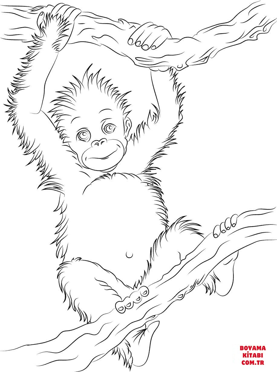 Orangutan