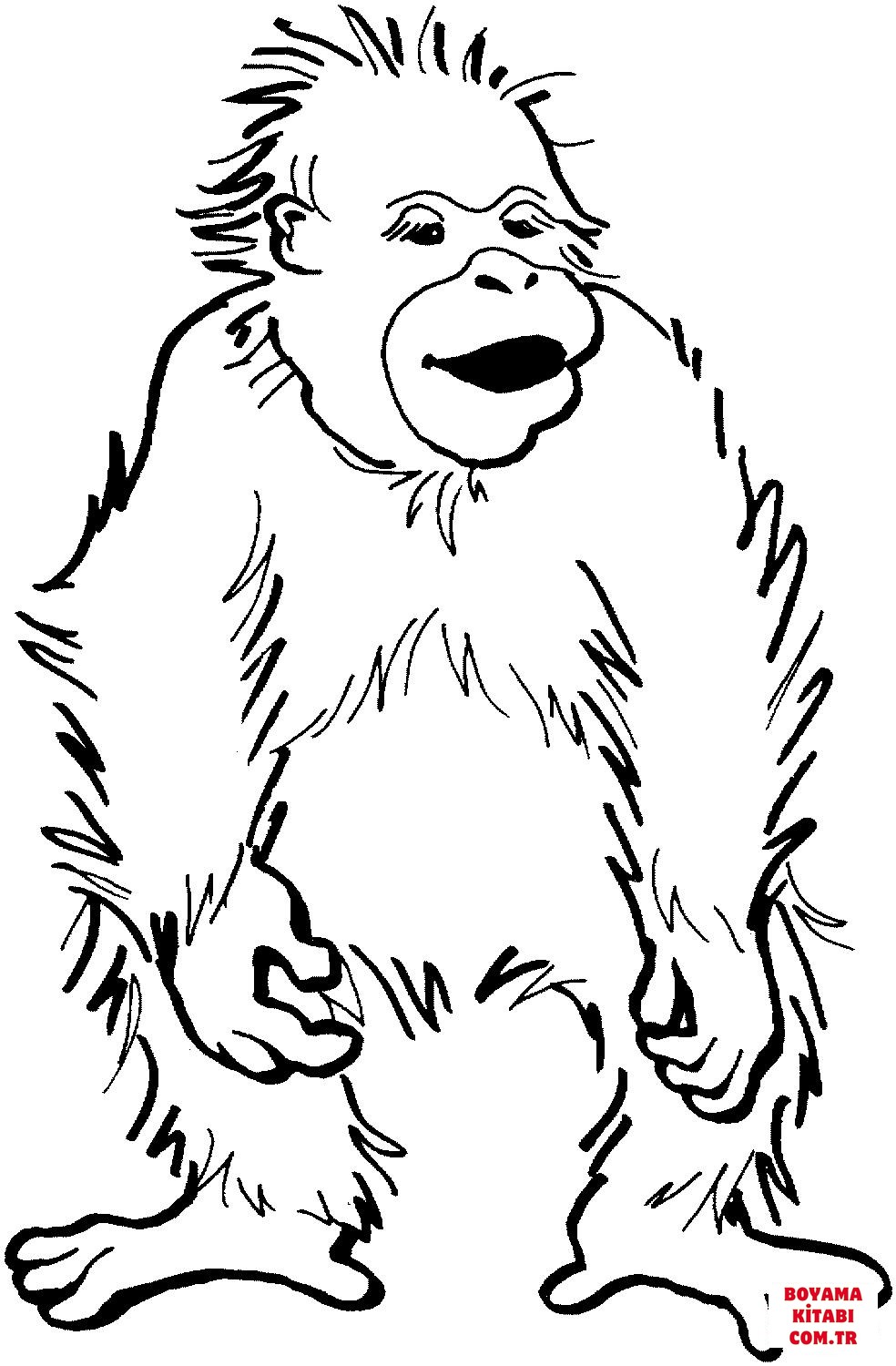 Orangutan