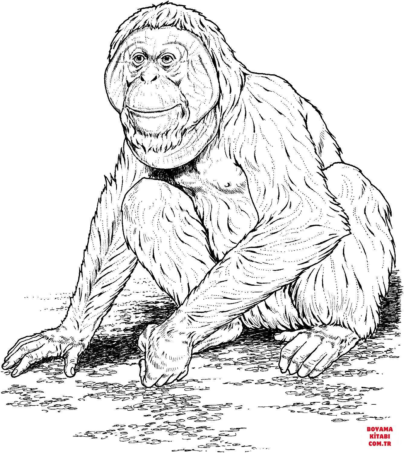 Orangutan