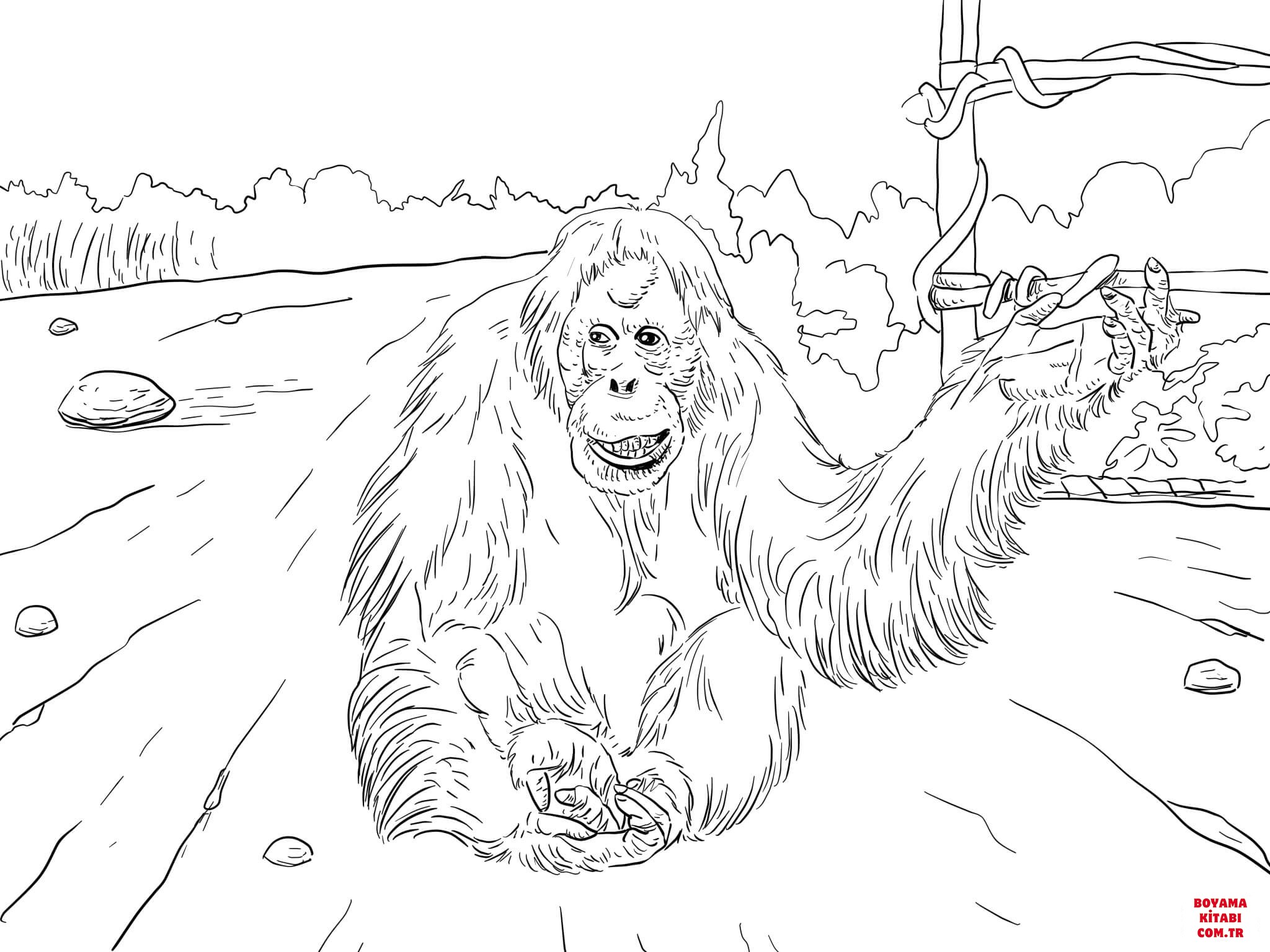 Orangutan