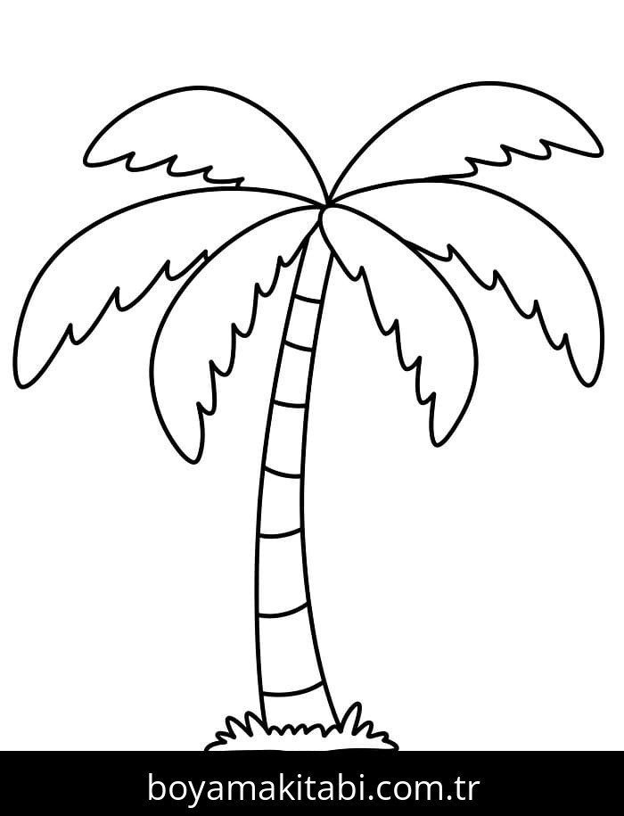 Palmiye Ağacı