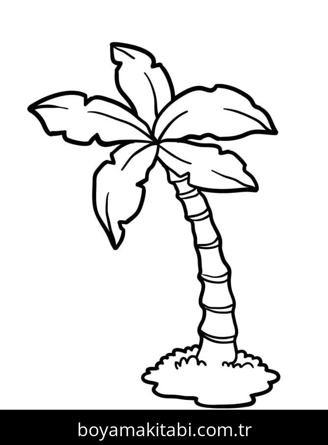 Palmiye Ağacı