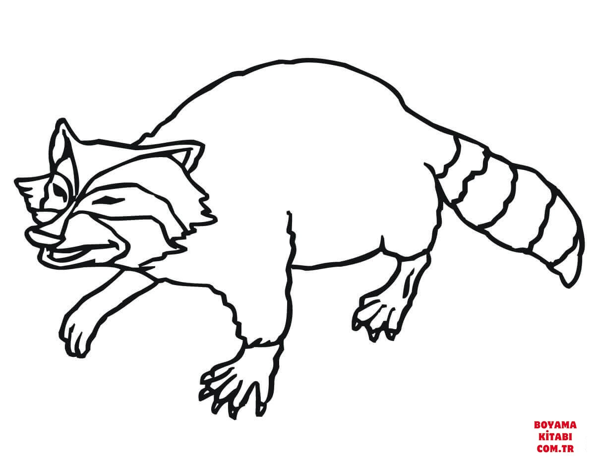 Rakun