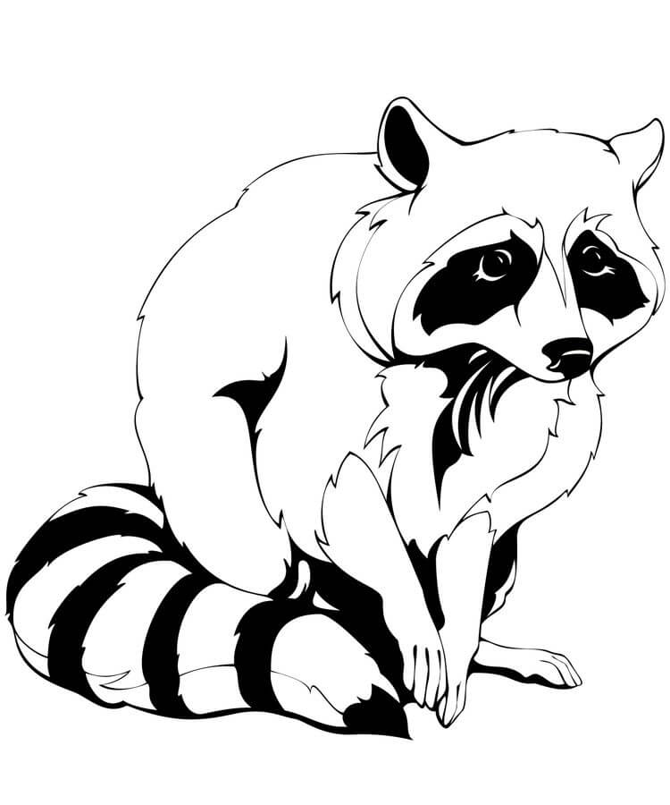 Rakun