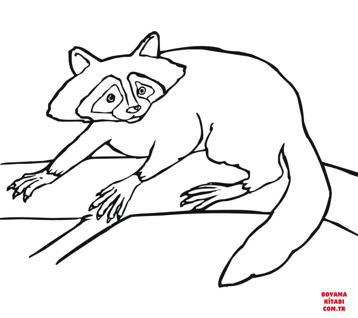 Rakun