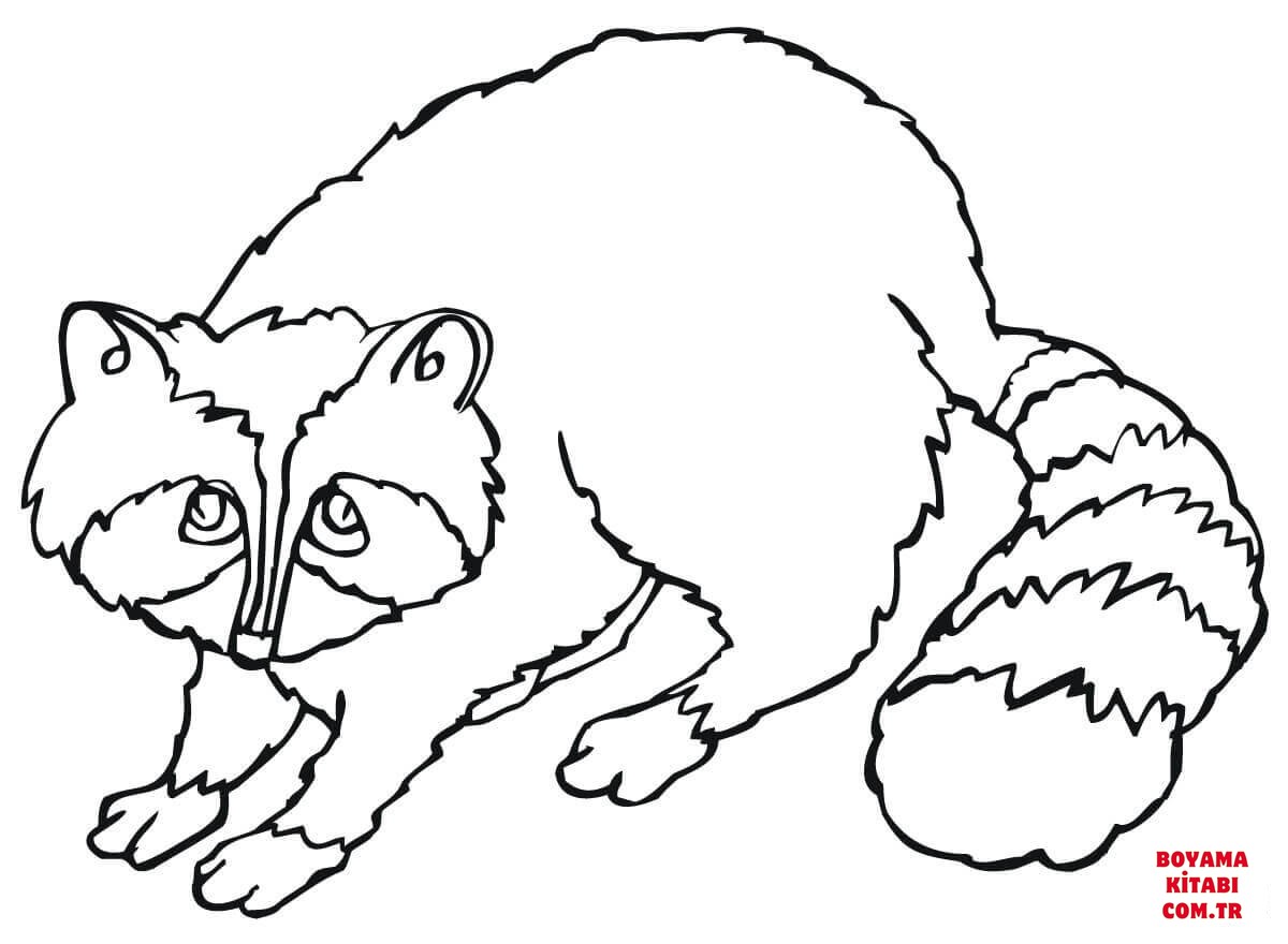 Rakun
