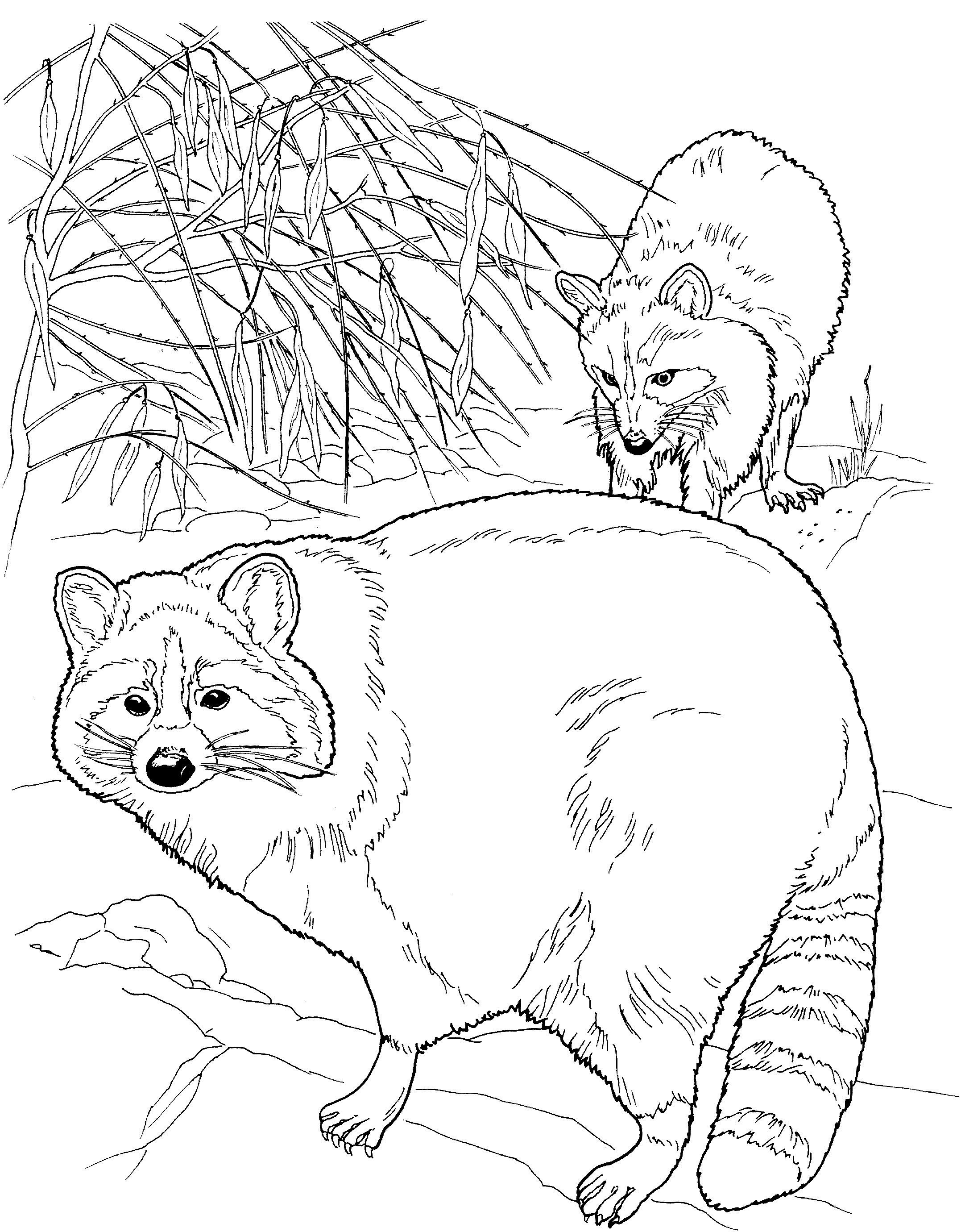 Rakun