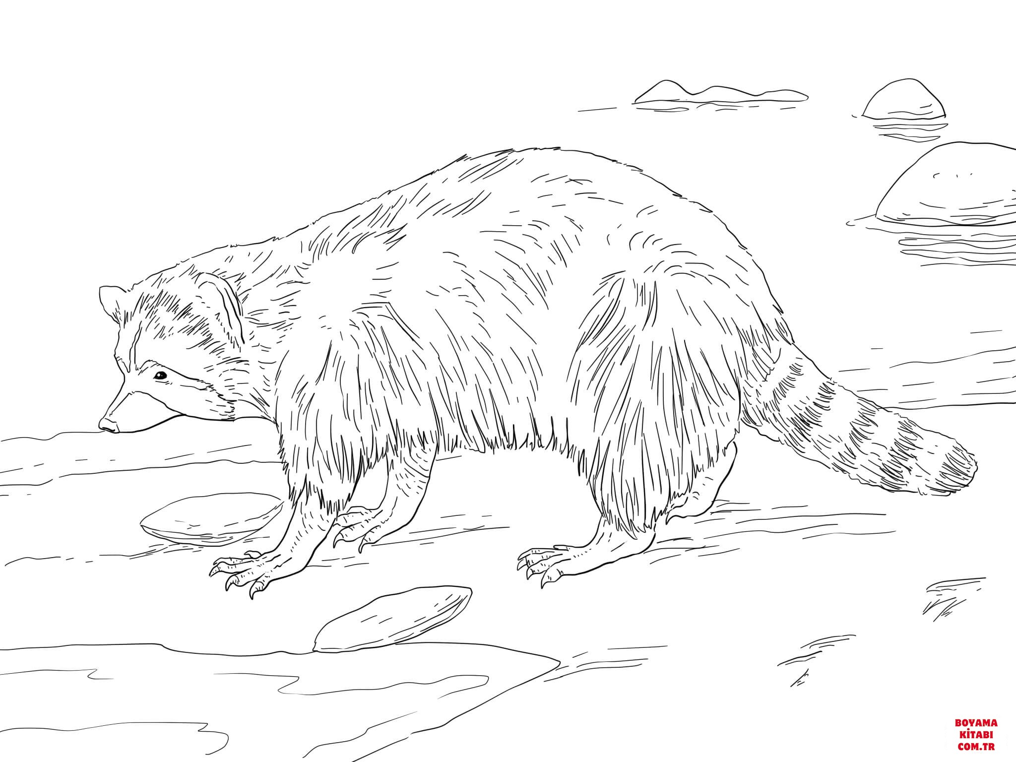Rakun