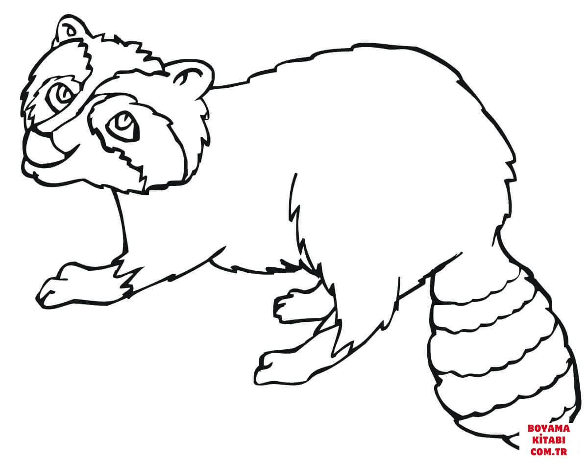 Rakun