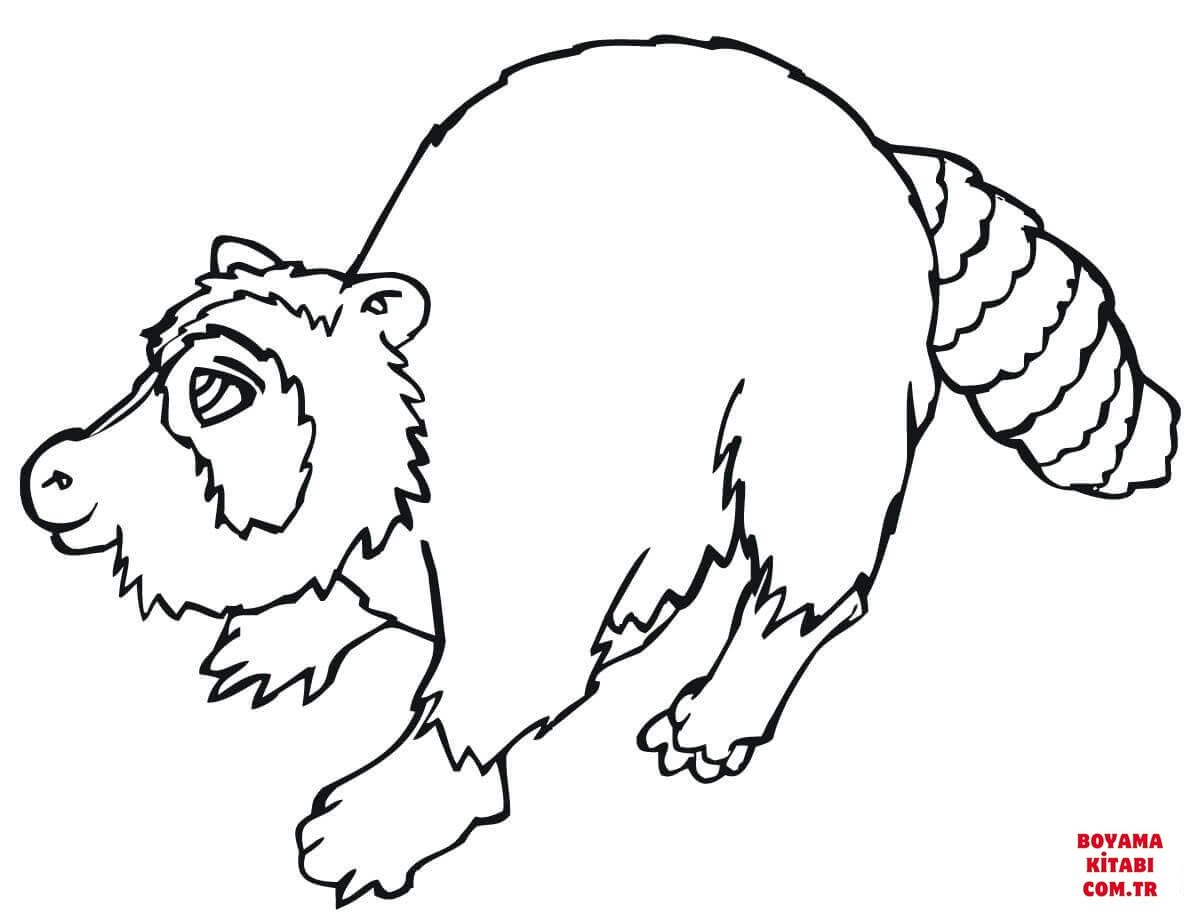 Rakun