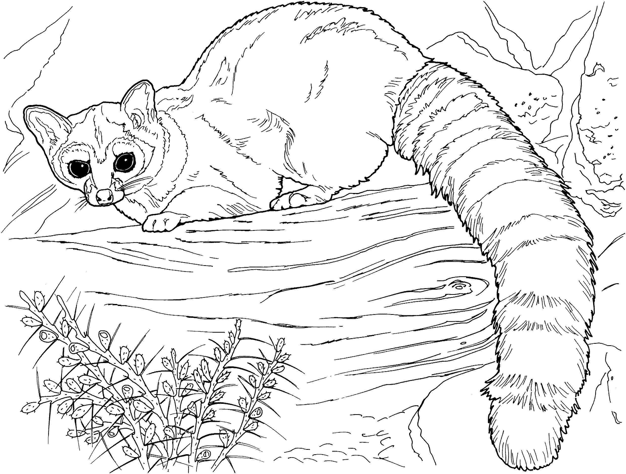 Rakun