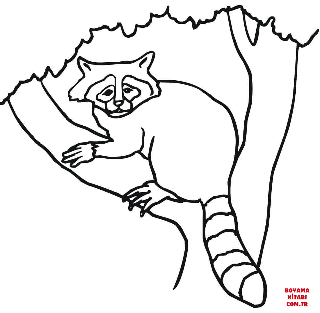 Rakun