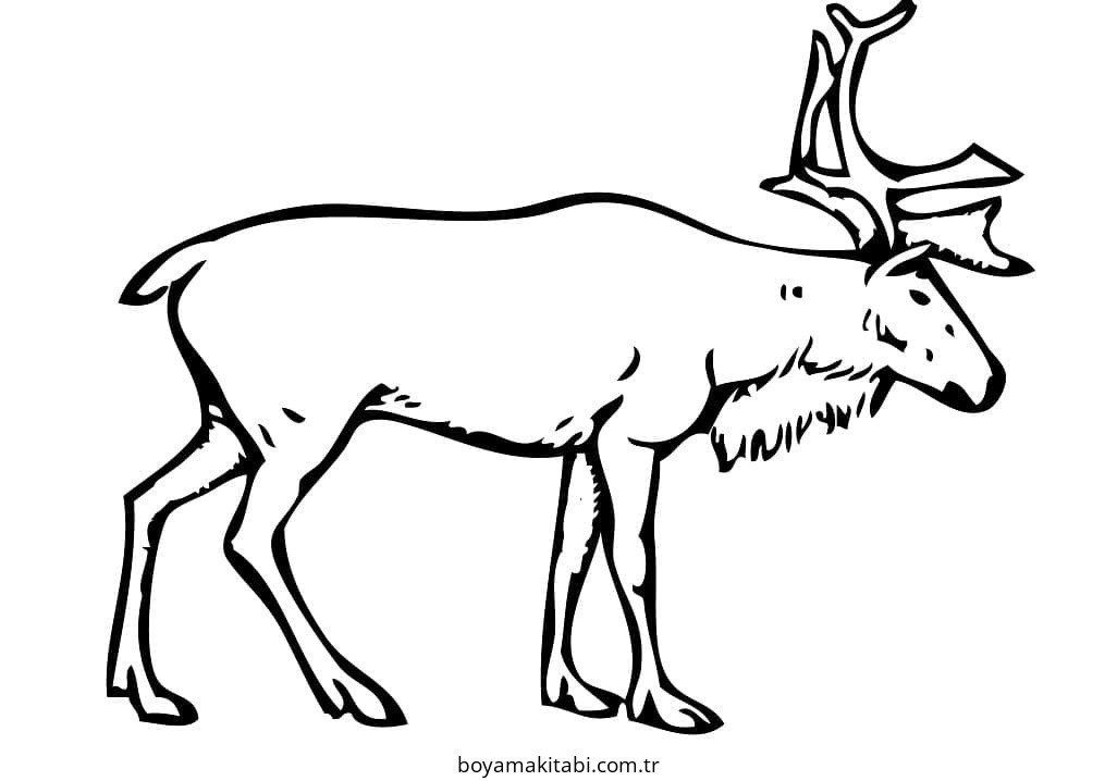 Reindeer