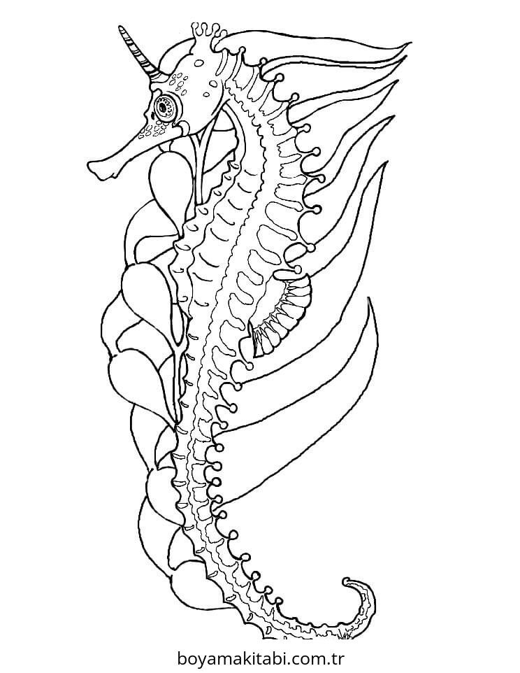 Seahorse