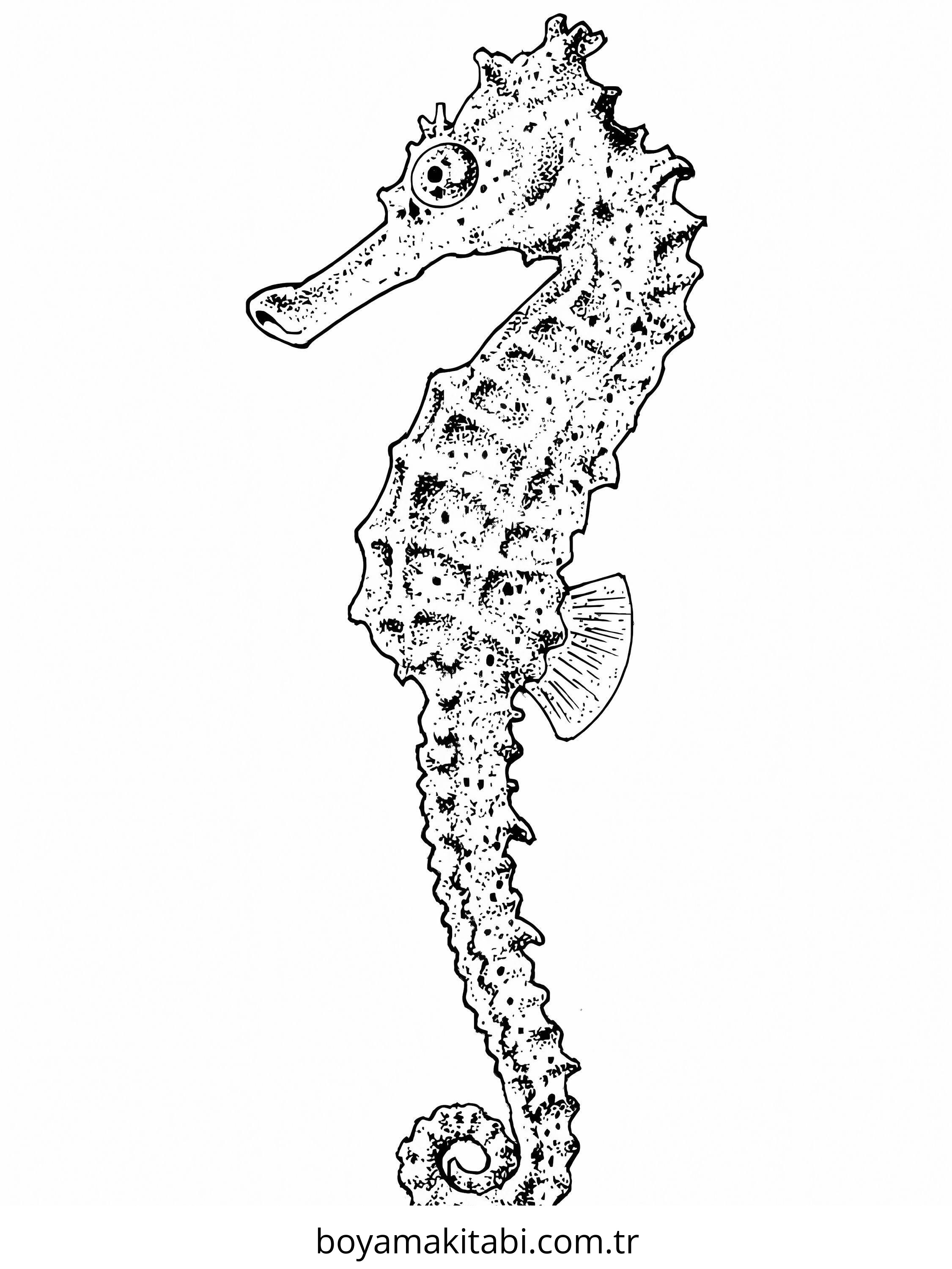 Seahorse