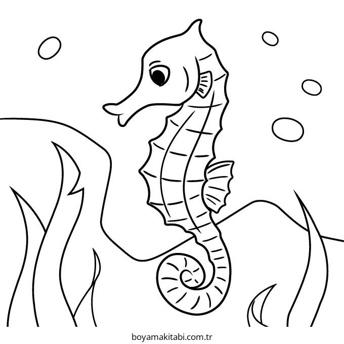 Seahorse