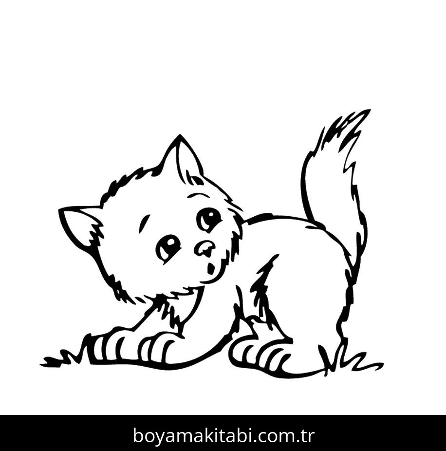 Yavru Kedi
