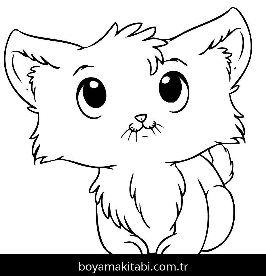 Yavru Kedi