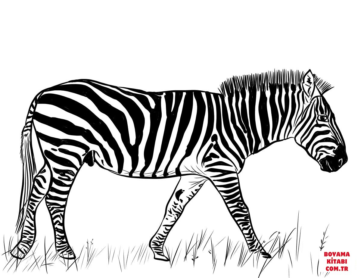 Zebra