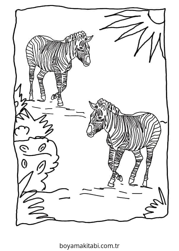 Zebra