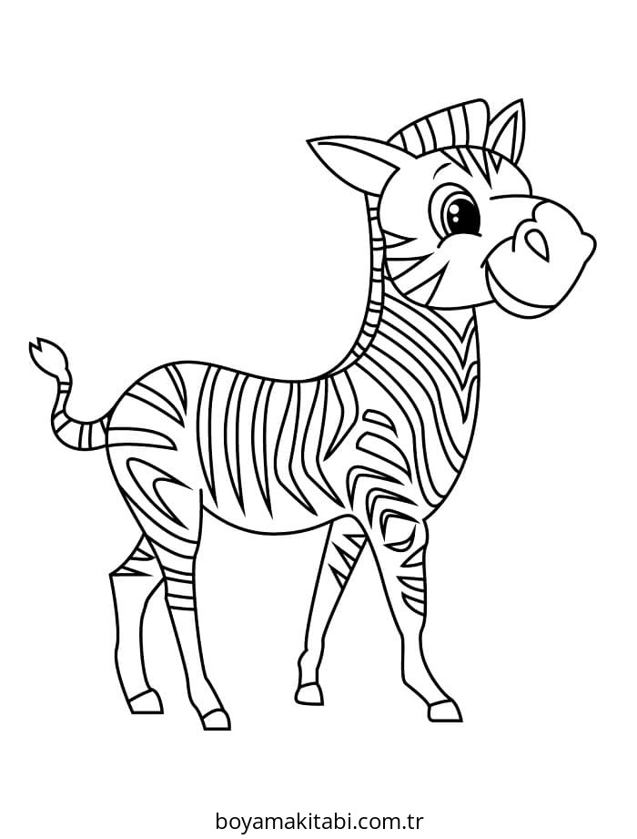 Zebra