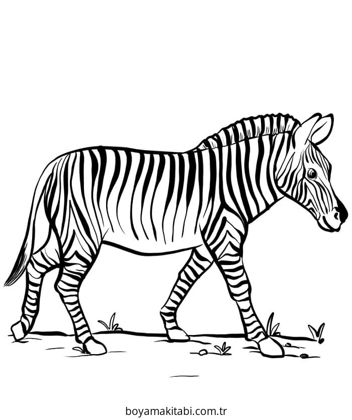 Zebra