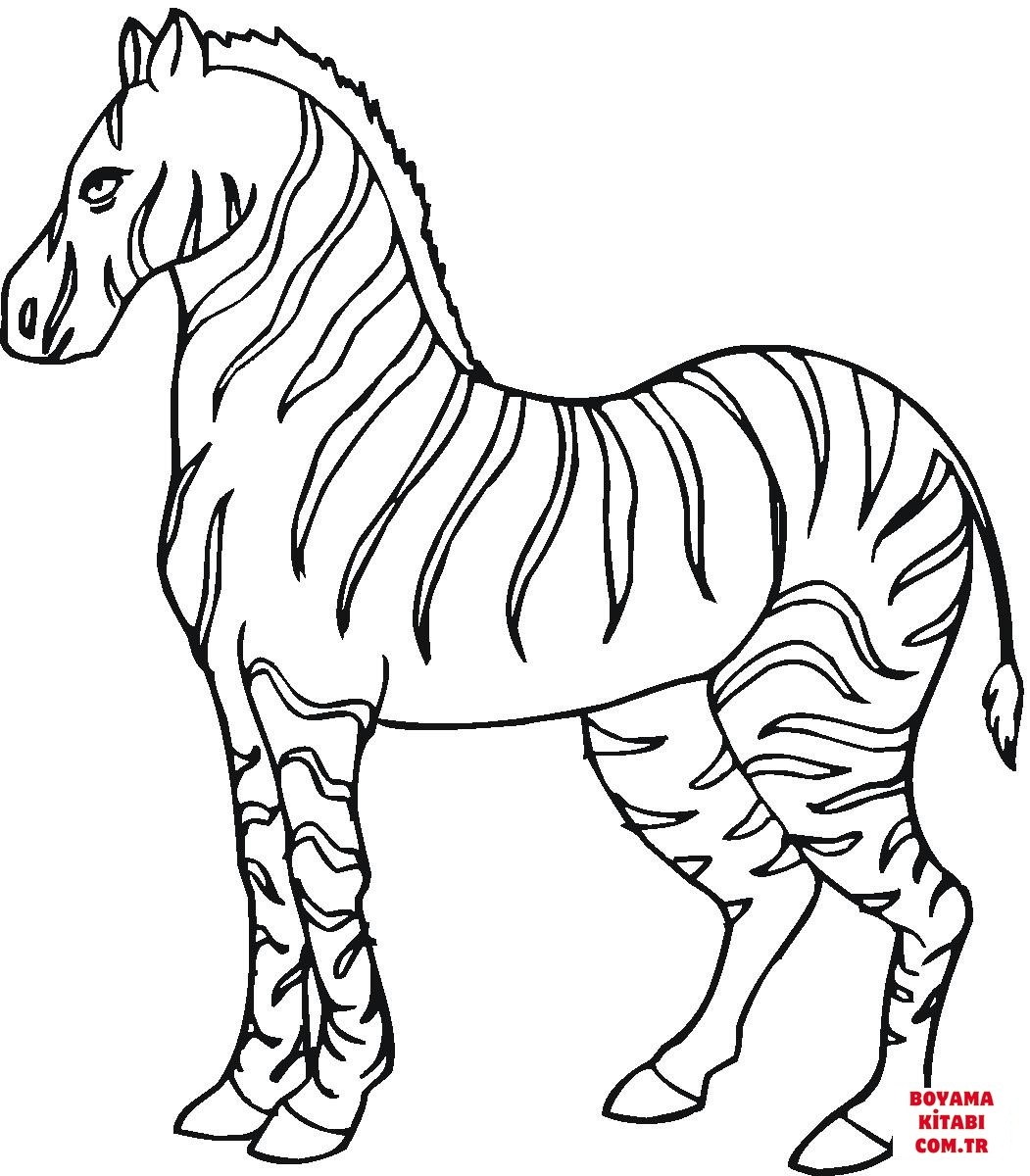 Zebra