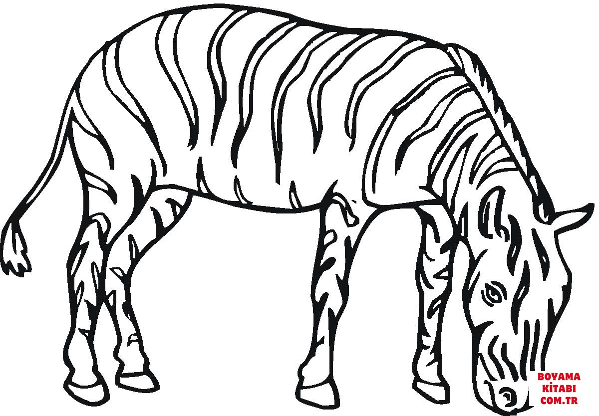 Zebra