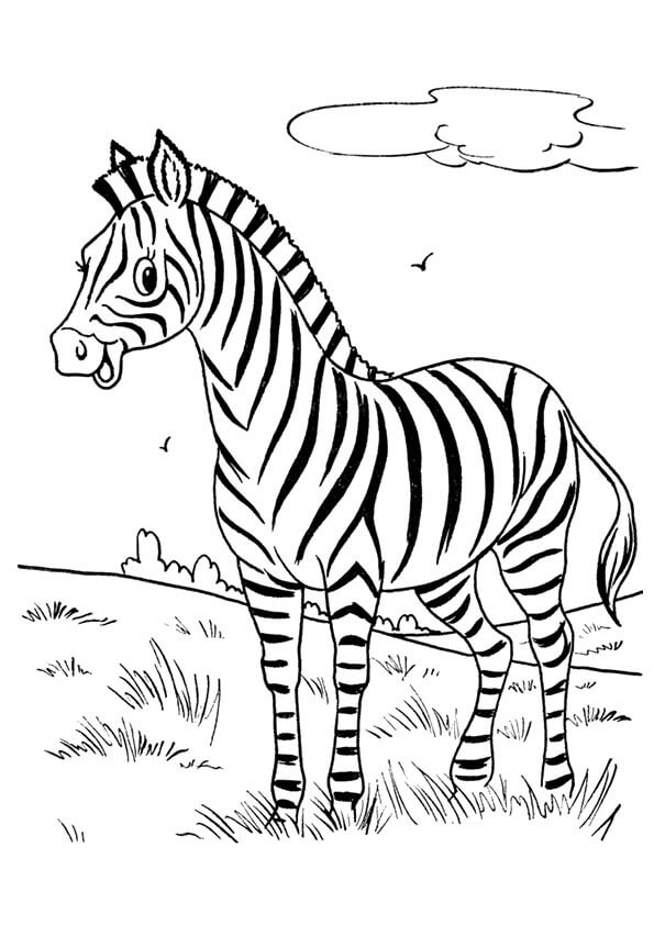 Zebra