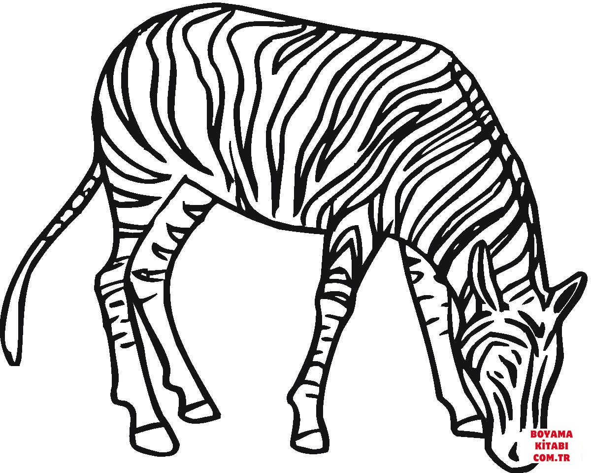 Zebra