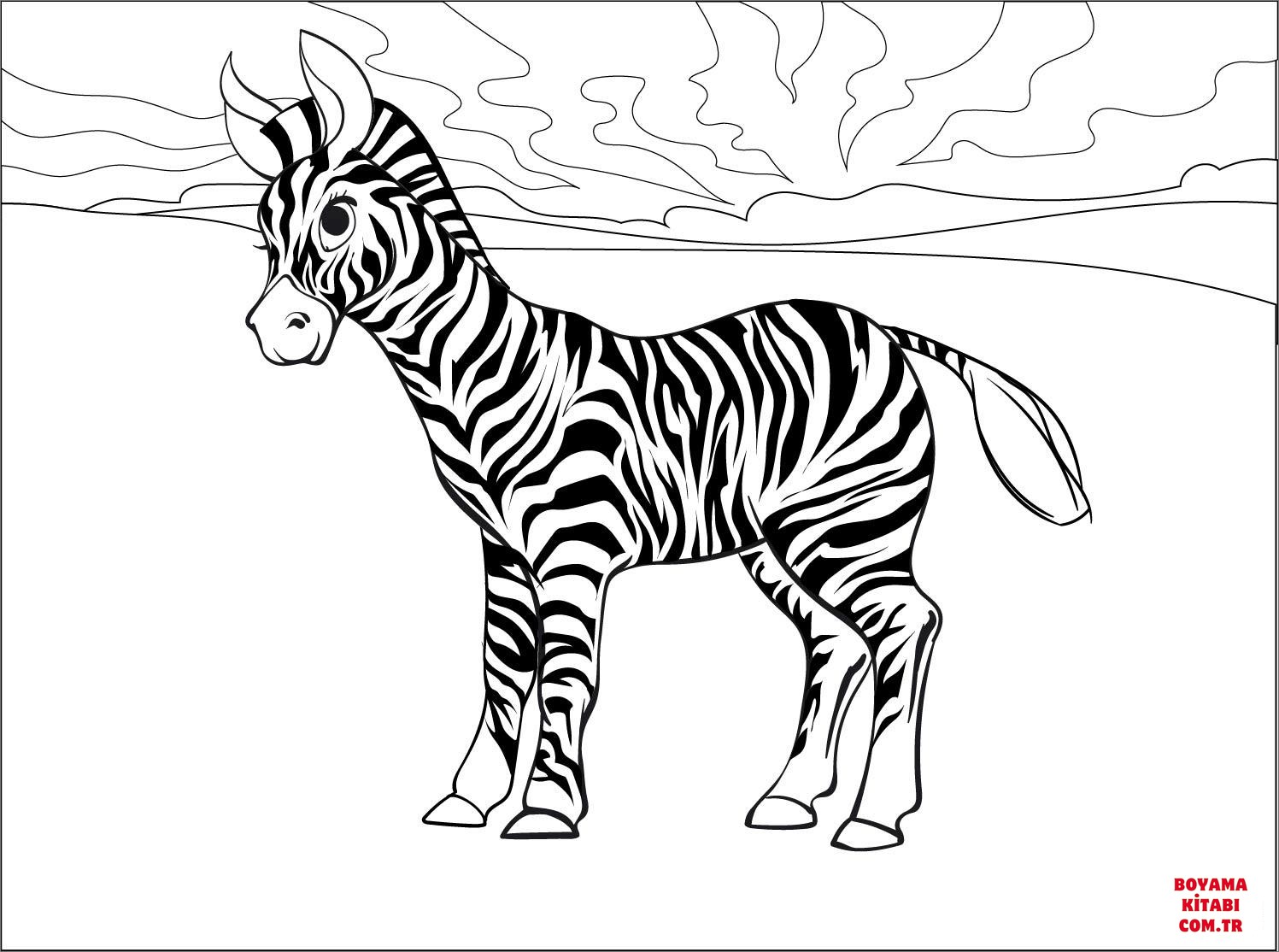 Zebra