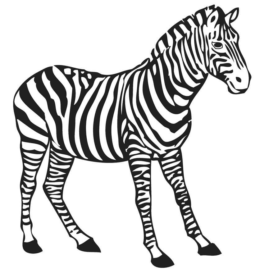Zebra