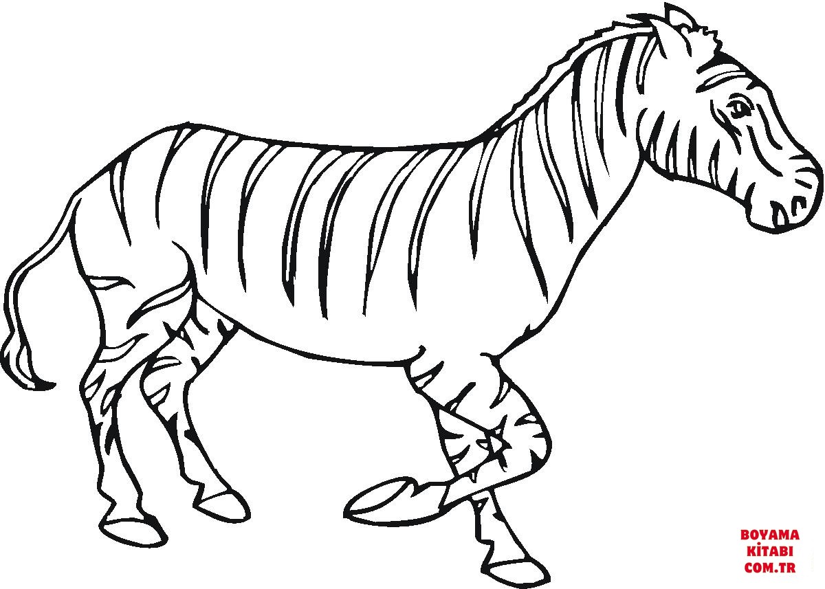 Zebra