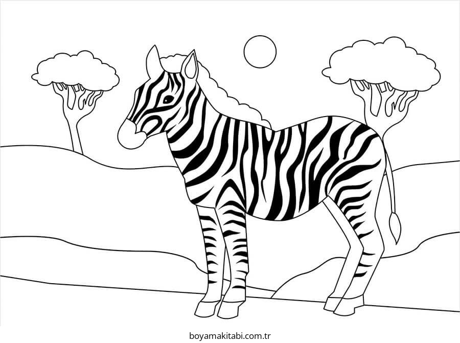 Zebra