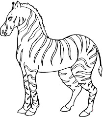 Zebra