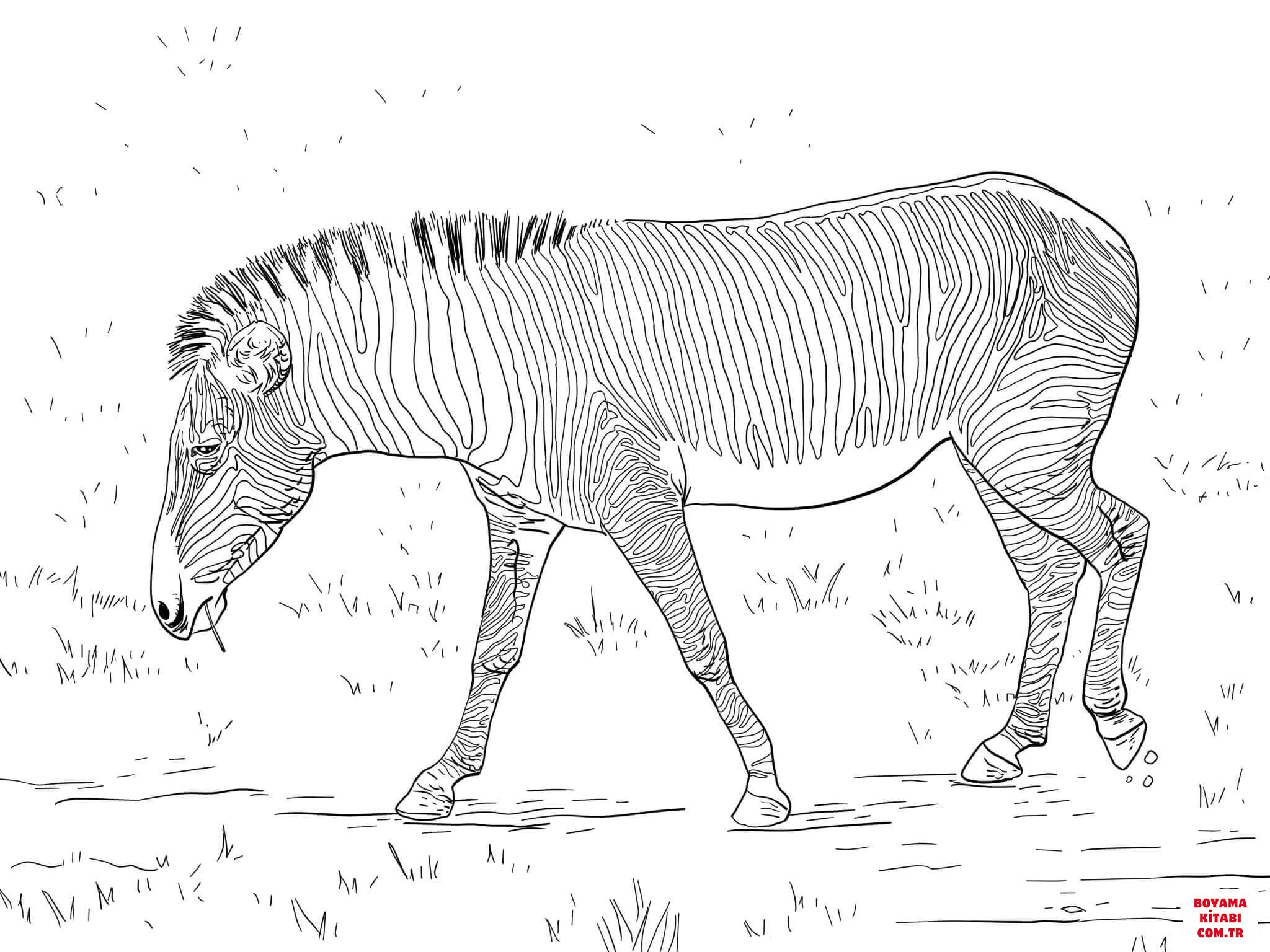Zebra