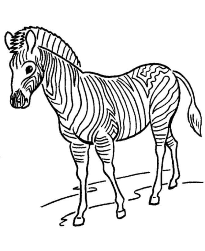 Zebra