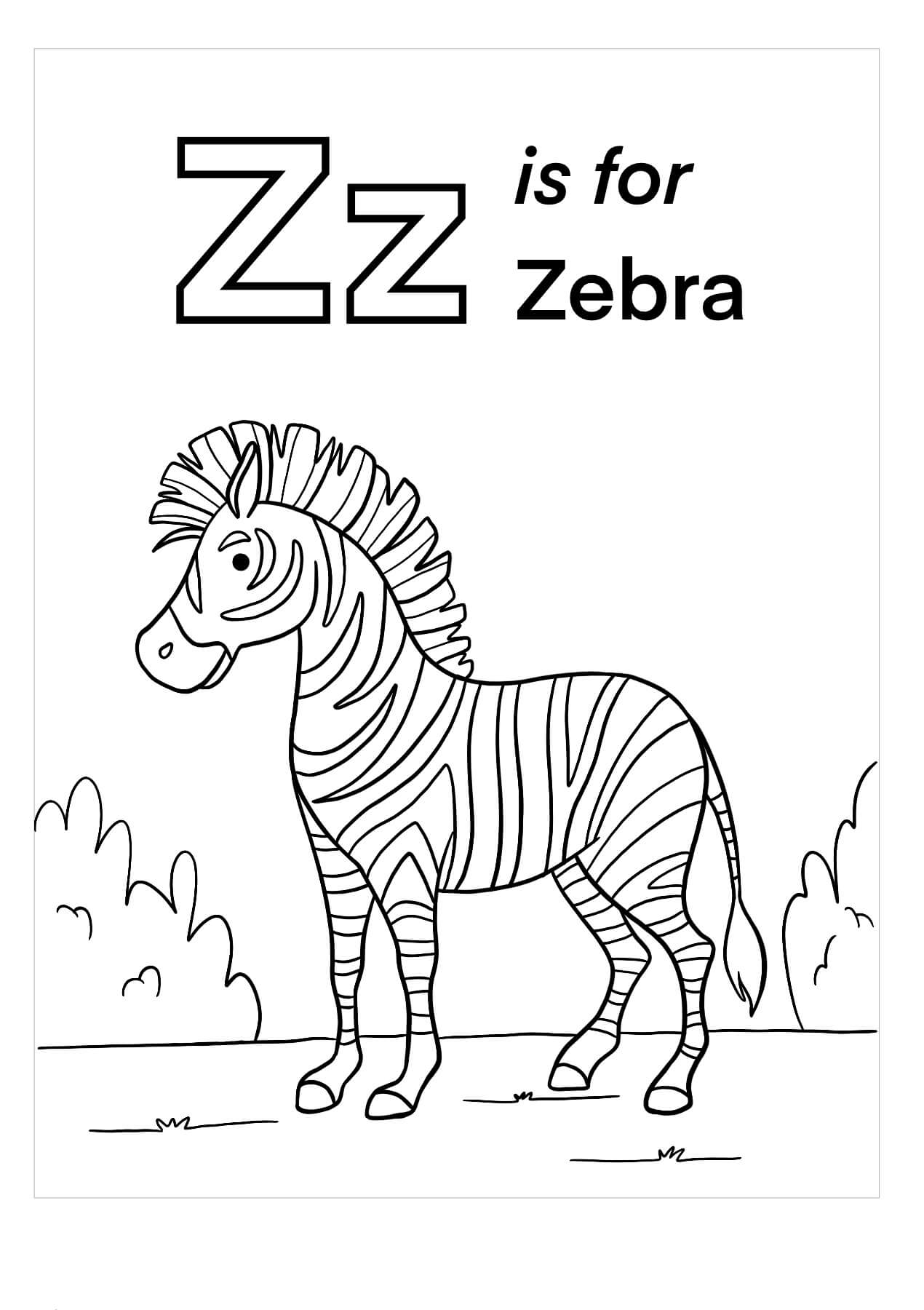 Zebra