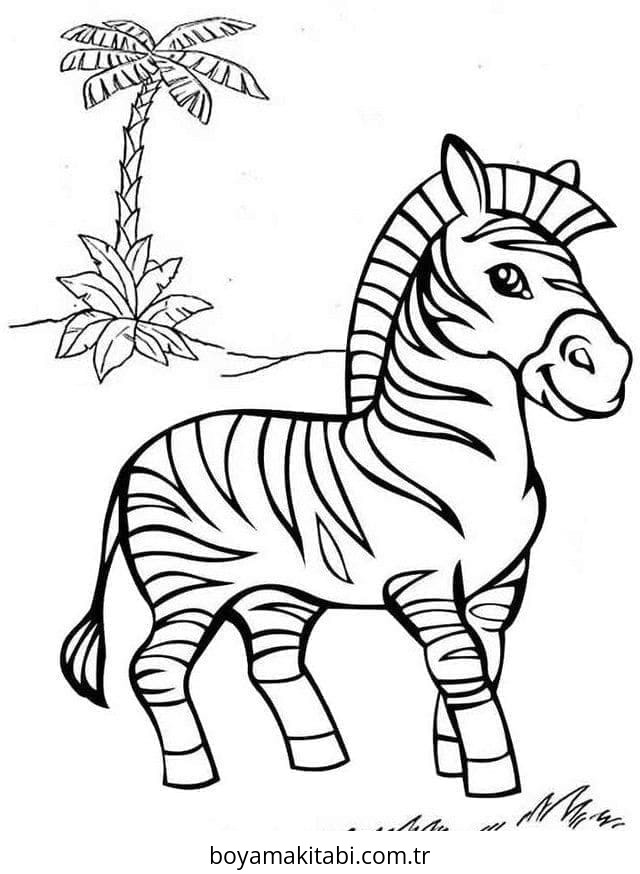Zebra