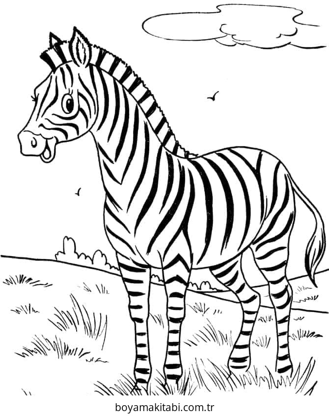 Zebra