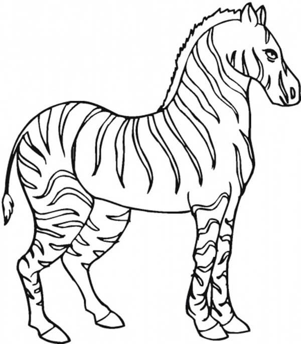 Zebra