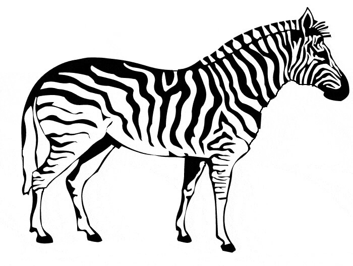 Zebra